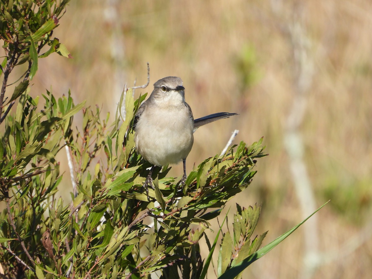 Northern Mockingbird - ML613841990