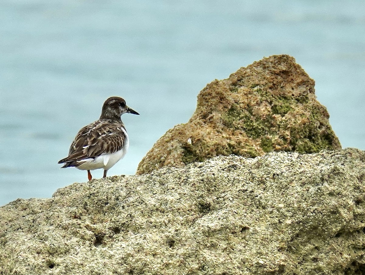 Ruddy Turnstone - ML613842066