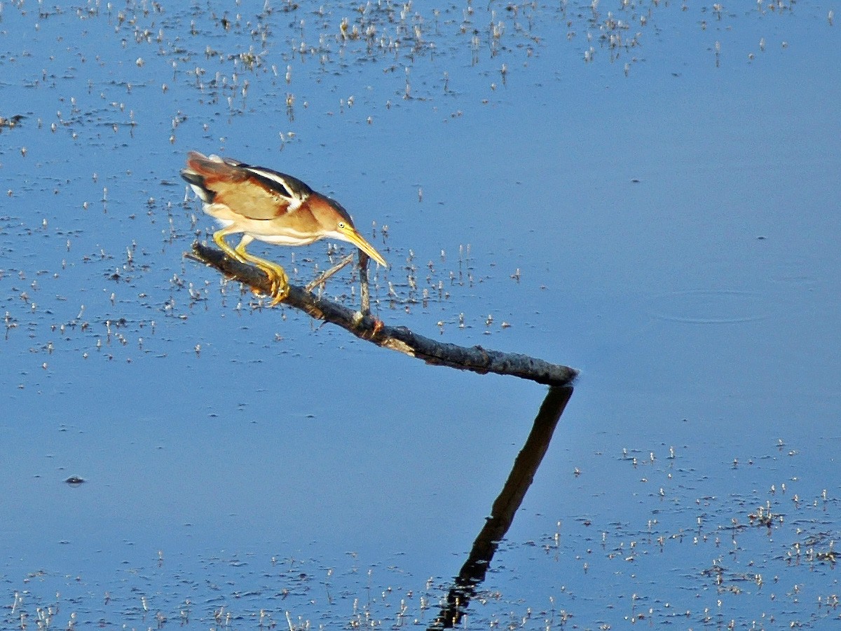 Least Bittern - ML613842069