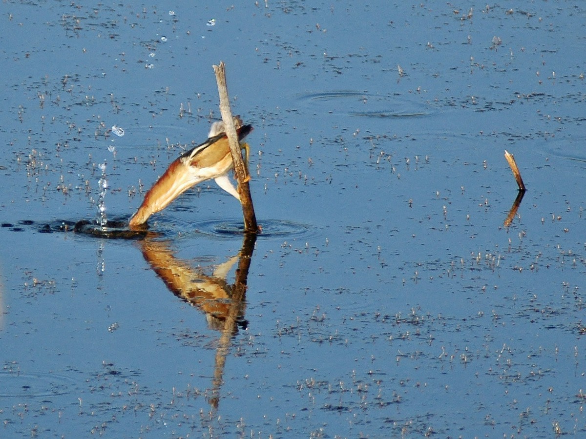 Least Bittern - ML613842070