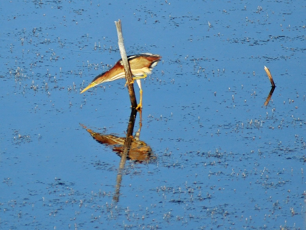 Least Bittern - ML613842071