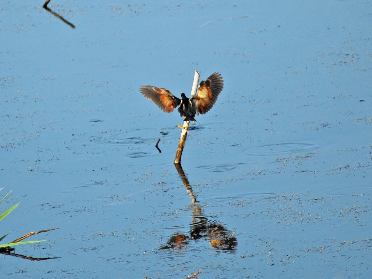 Least Bittern - ML613842072