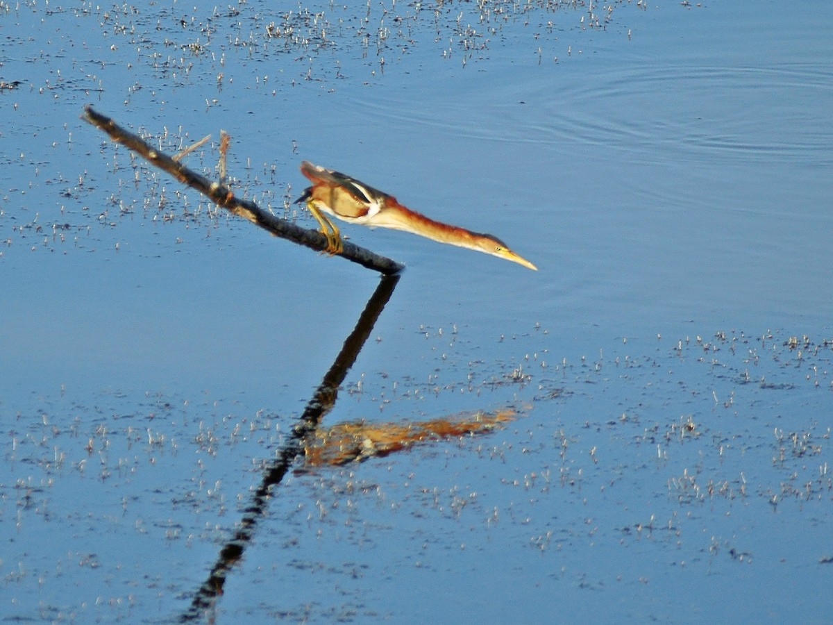 Least Bittern - ML613842073