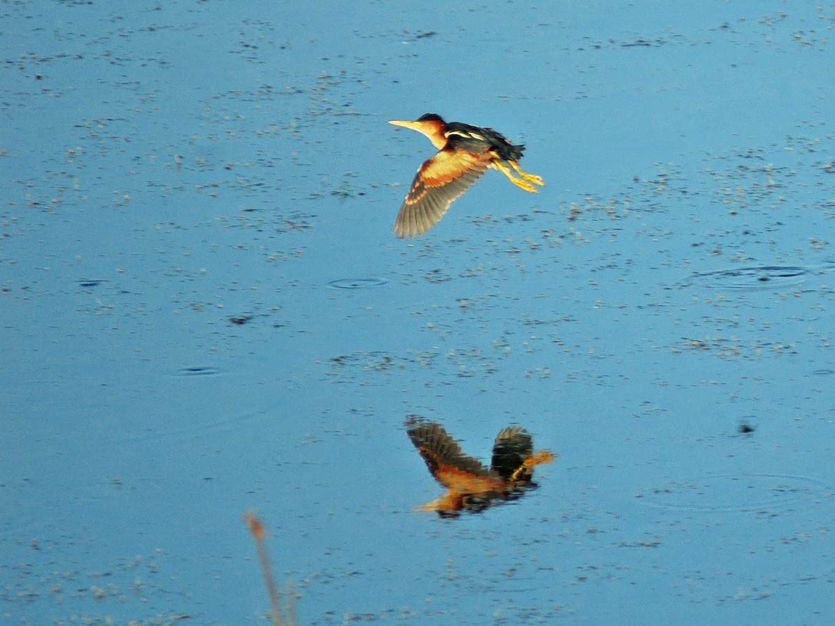 Least Bittern - ML613842074