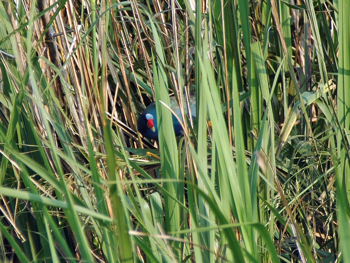 Purple Gallinule - ML613842084