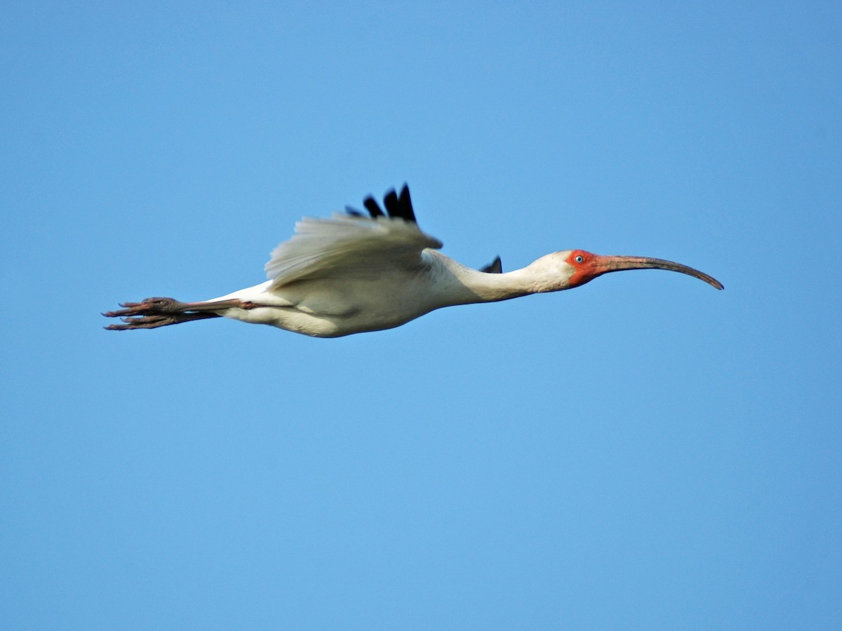 White Ibis - ML613842095