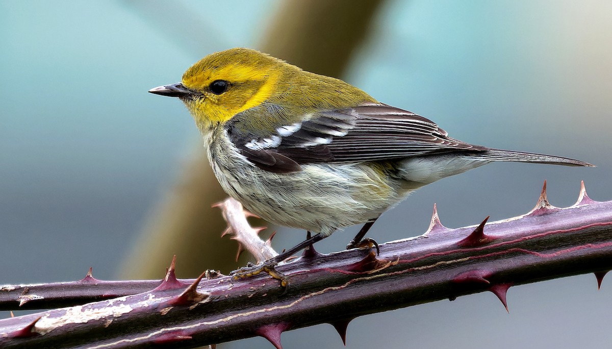 Black-throated Green Warbler - Aidan Brubaker