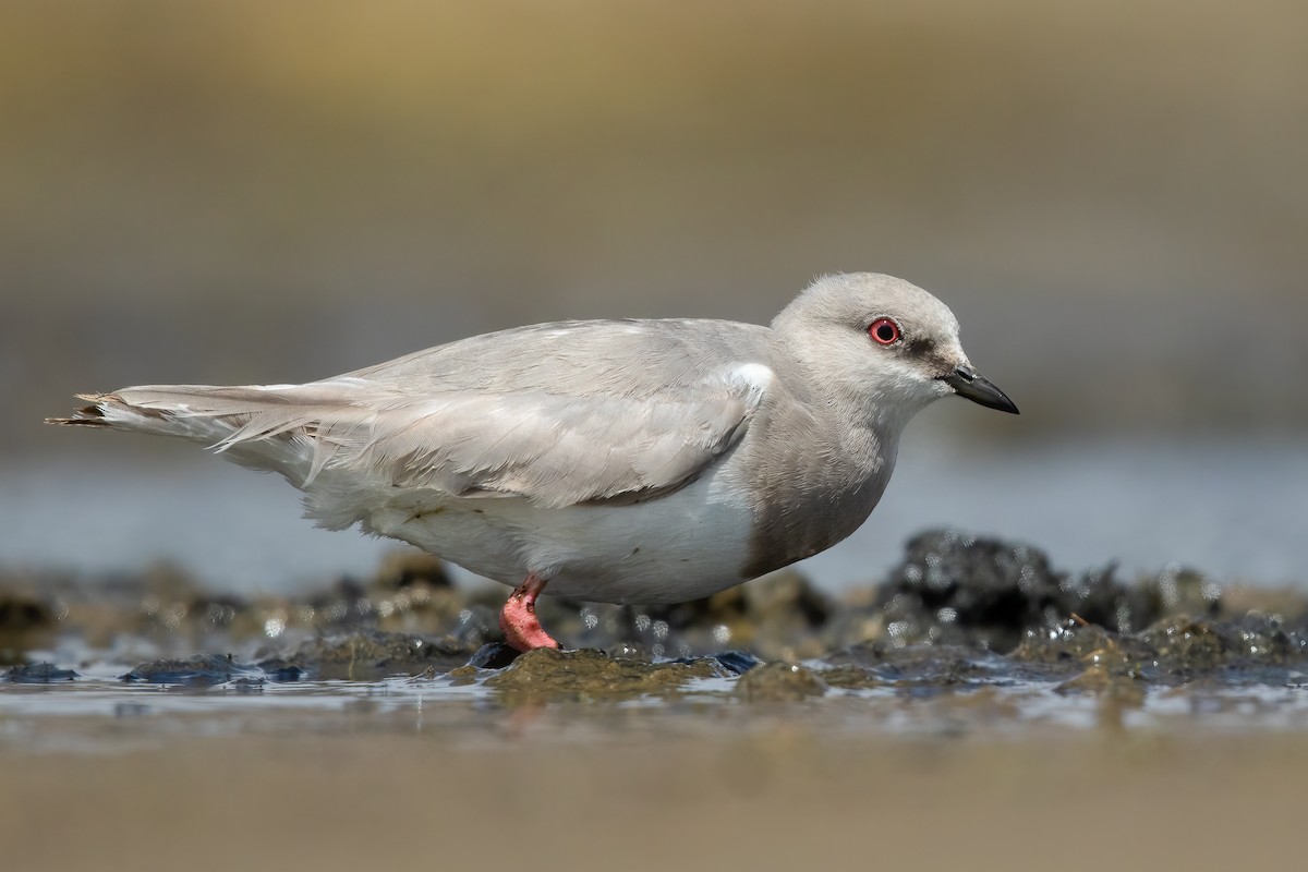 Magellanic Plover - ML613842183