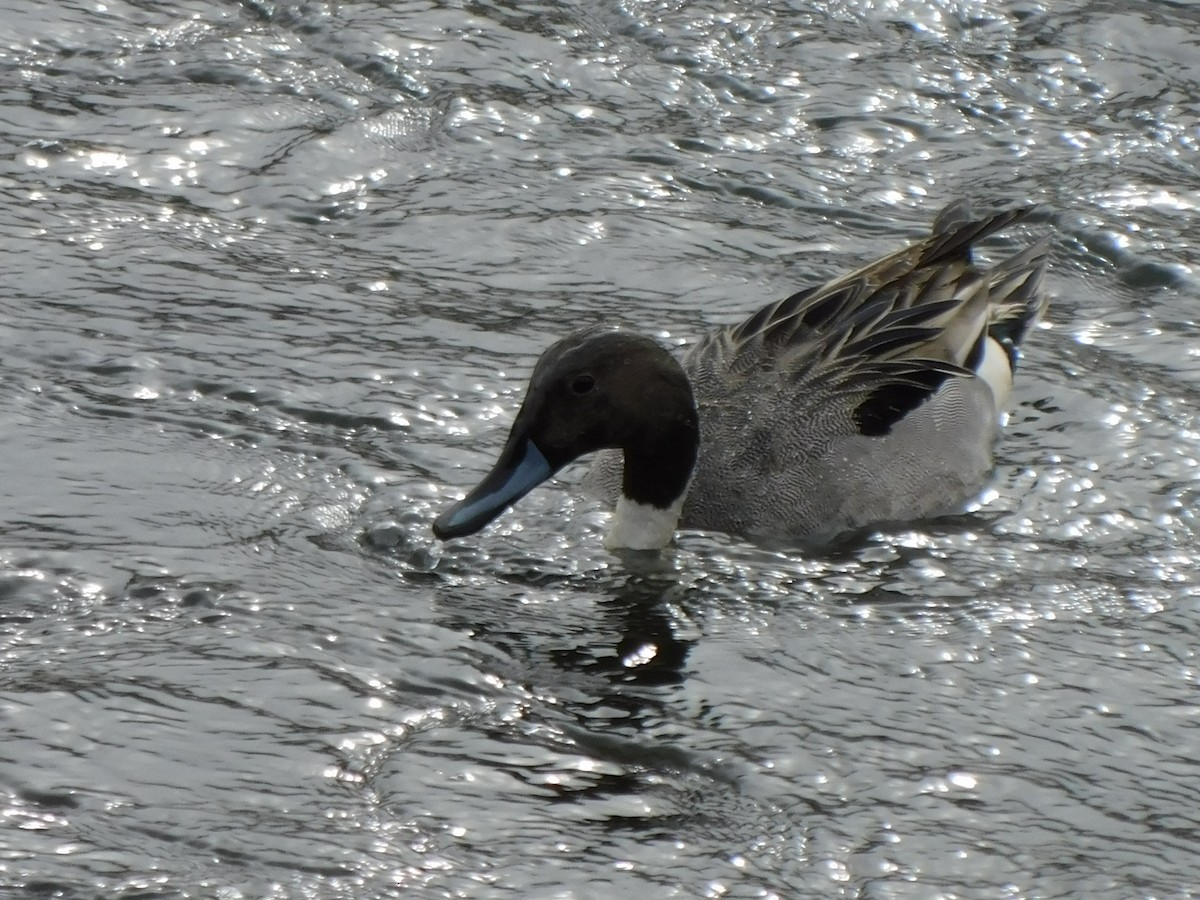 Northern Pintail - ML613842185