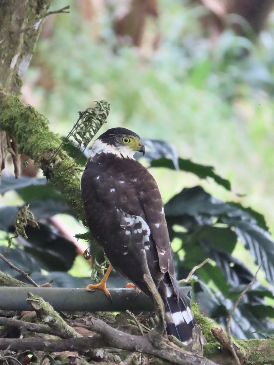 Bicolored Hawk - ML613842282