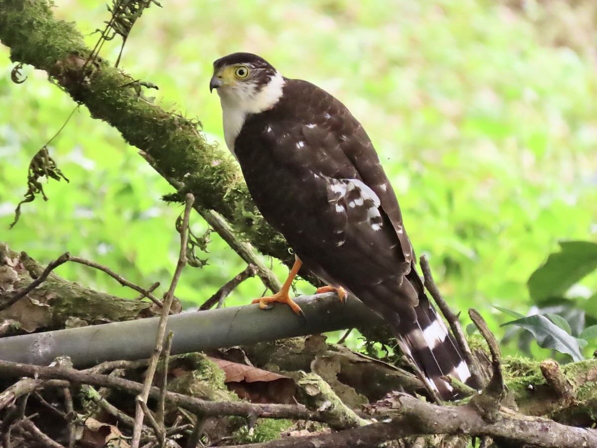 Bicolored Hawk - ML613842284