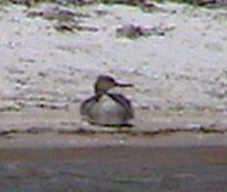 Red-breasted Merganser - Gigi DelPizzo