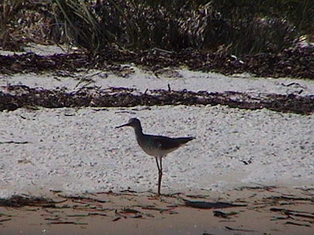 Lesser Yellowlegs - Gigi DelPizzo