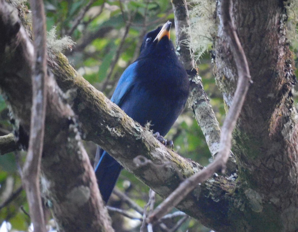 Bushy-crested Jay - ML613842352