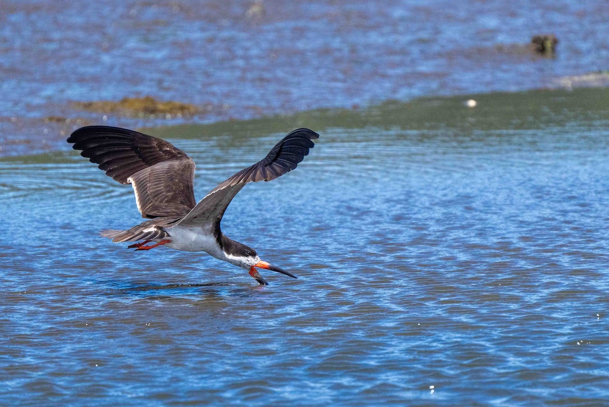 Black Skimmer - ML613842357