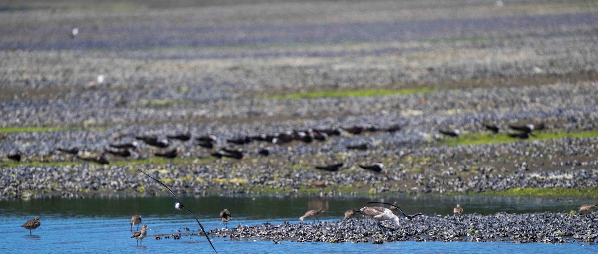 Black Skimmer - ML613842358