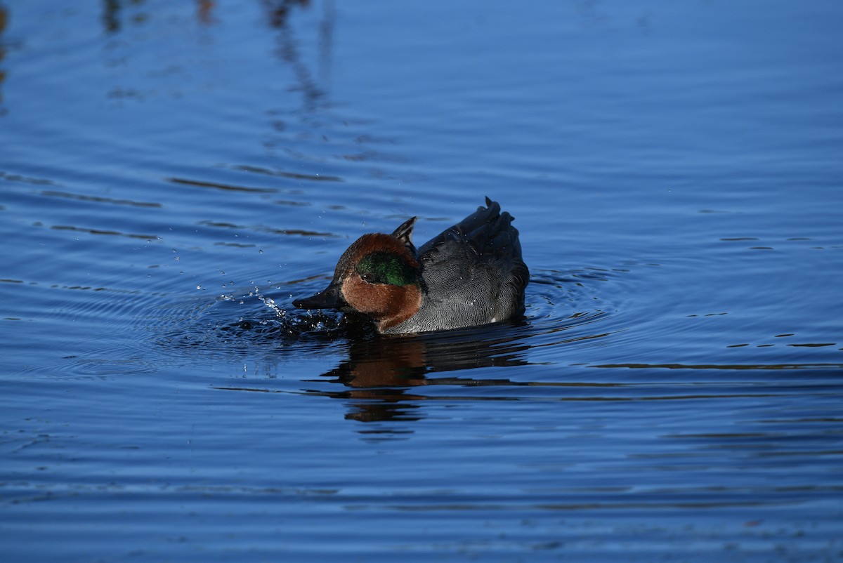 Green-winged Teal - ML613842372