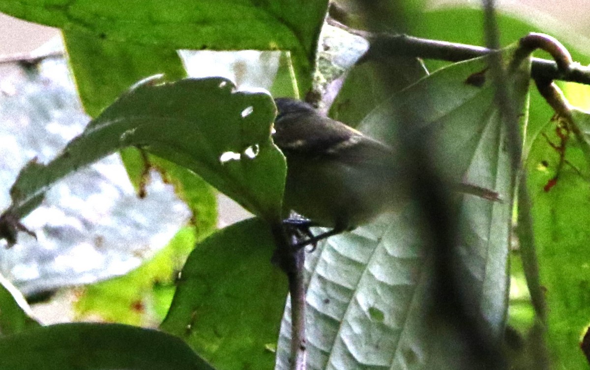 Rufous-rumped Antwren - Daniel Lebbin