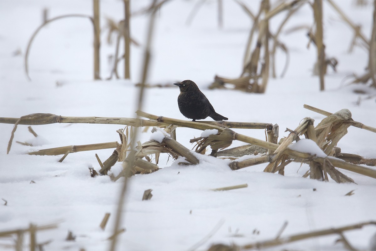 Rusty Blackbird - Stefan Minnig