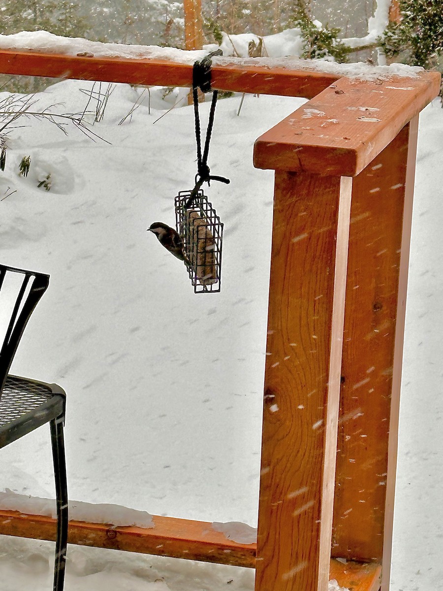 Chestnut-backed Chickadee - ML613842742