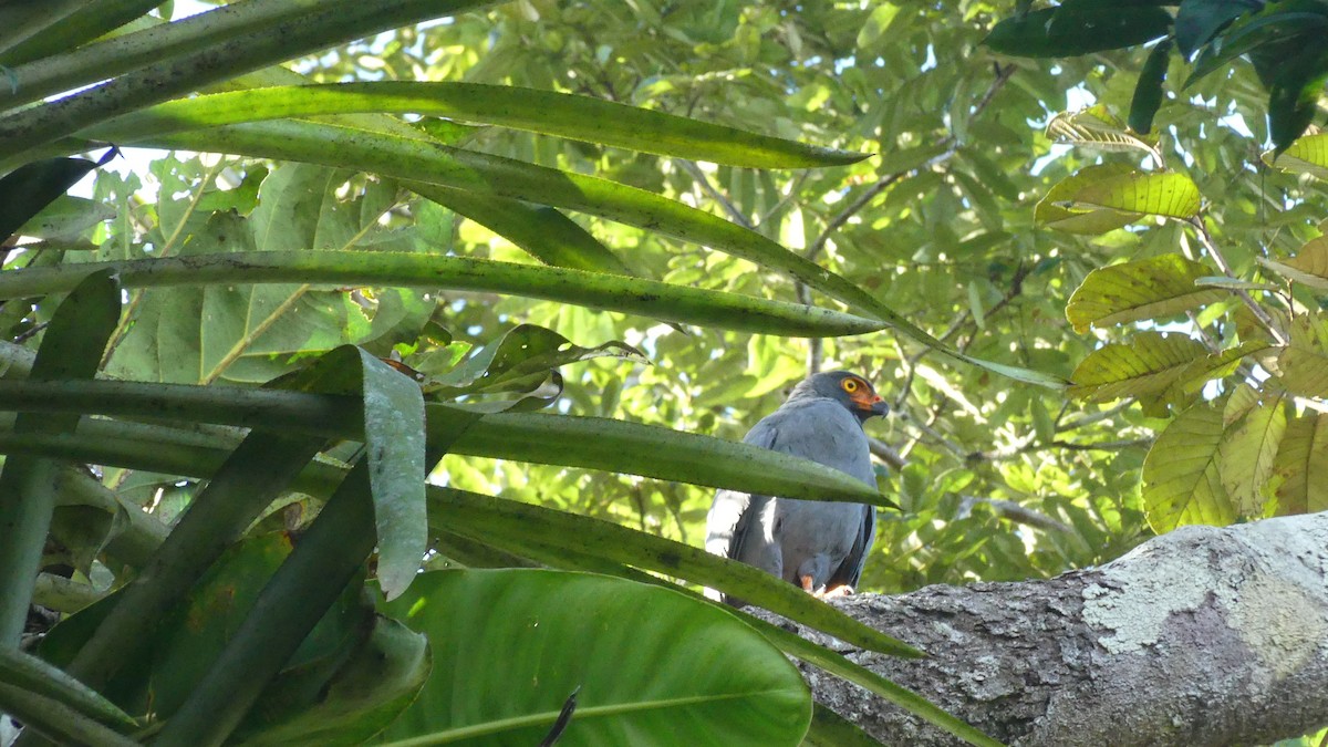 Slate-colored Hawk - ML613842790