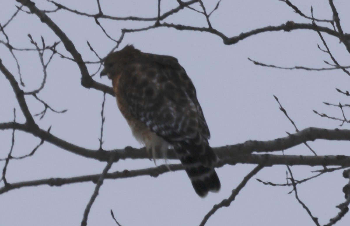 Red-shouldered Hawk - ML613843108