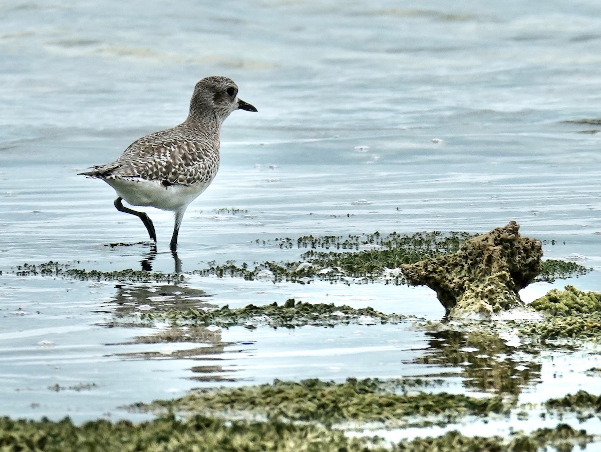 Black-bellied Plover - Pavia Antonas 🦉