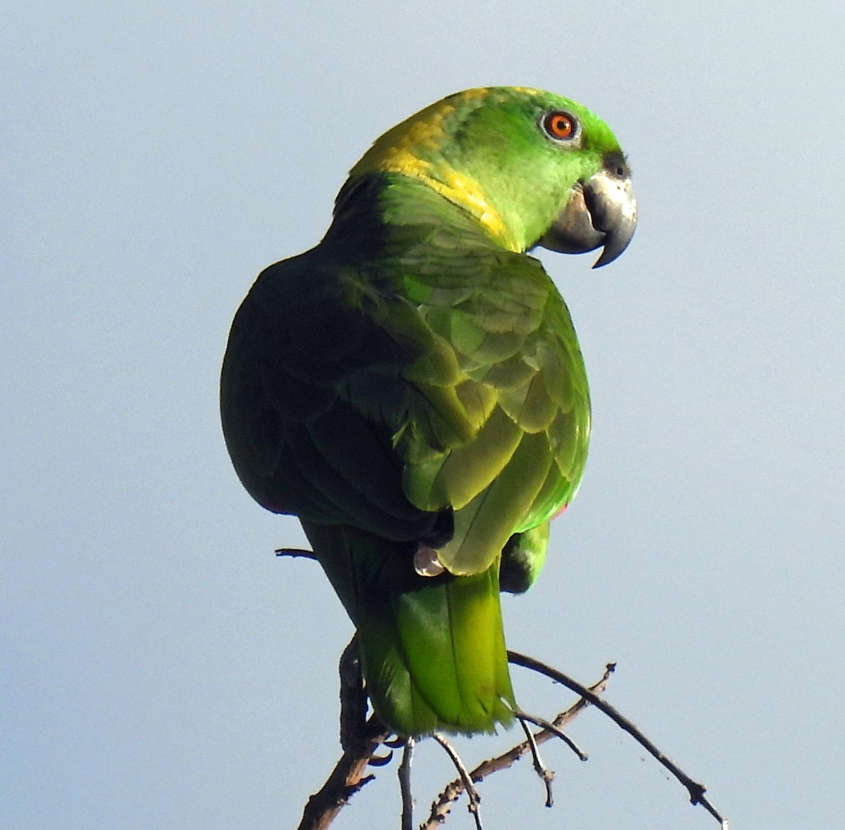 Yellow-naped Parrot - ML613843260