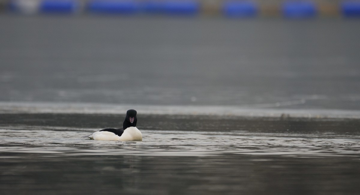 Common Merganser - ML613843288