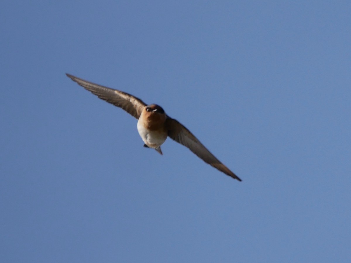 Cave Swallow - ML613843297