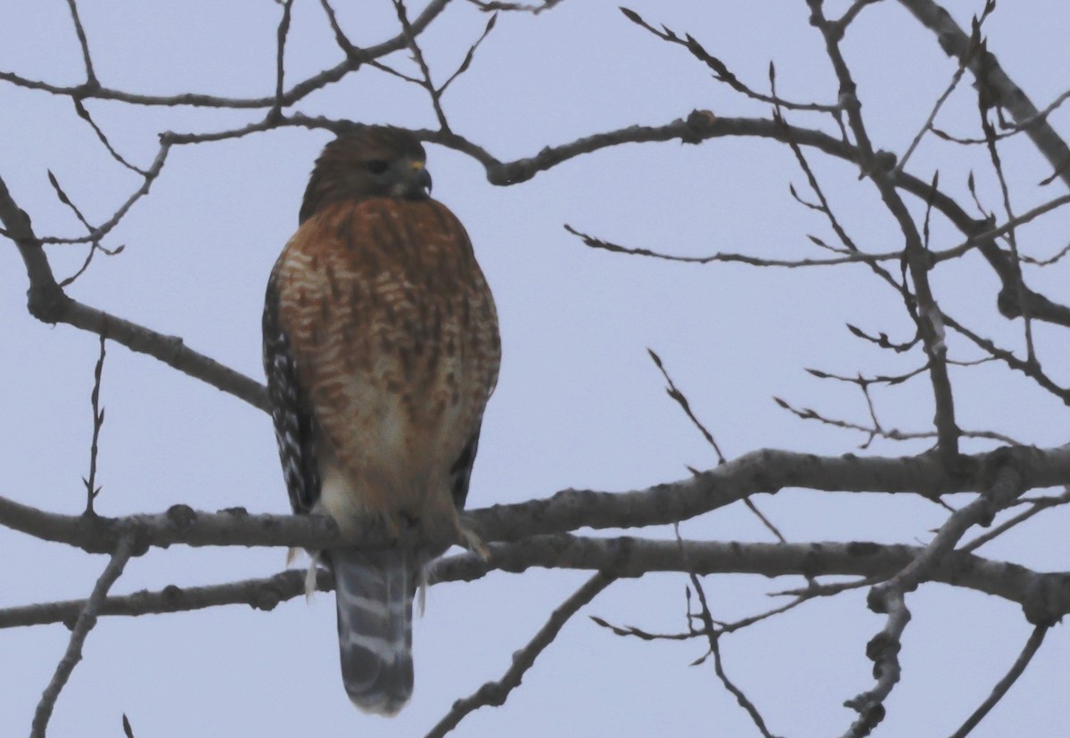 Red-shouldered Hawk - ML613843300