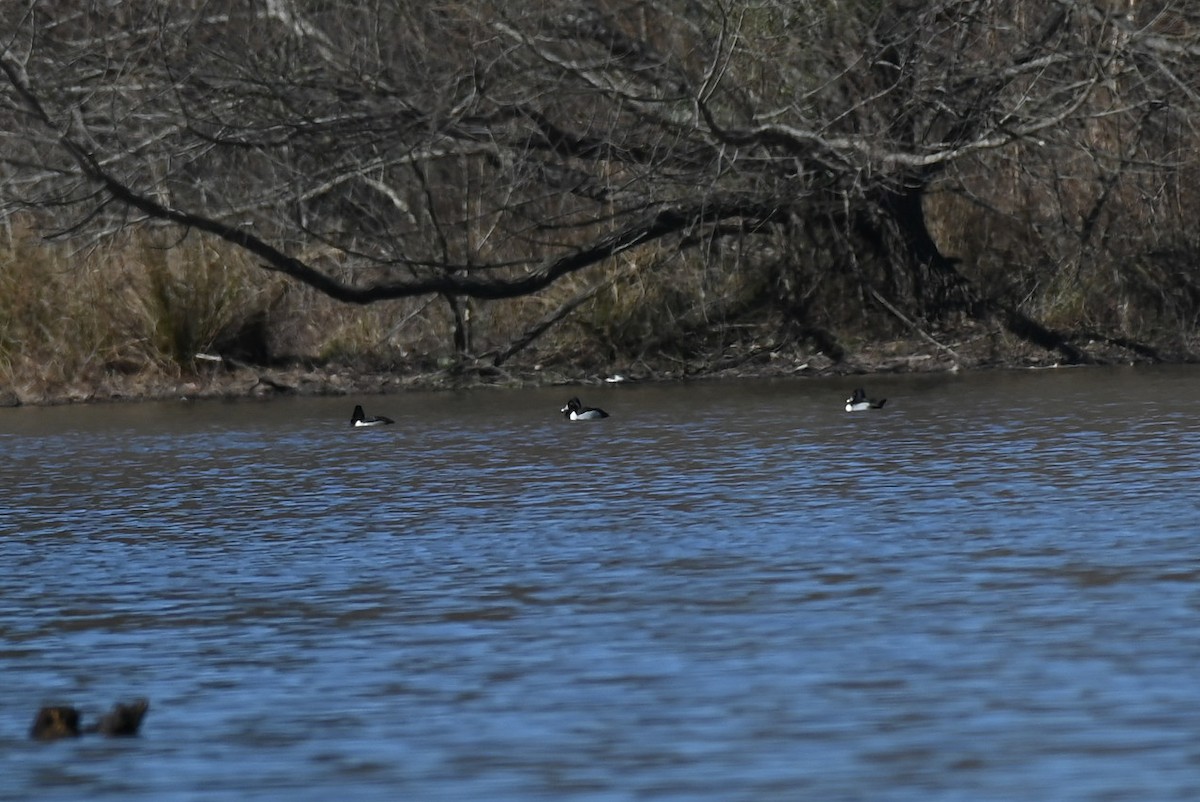 Ring-necked Duck - ML613843303