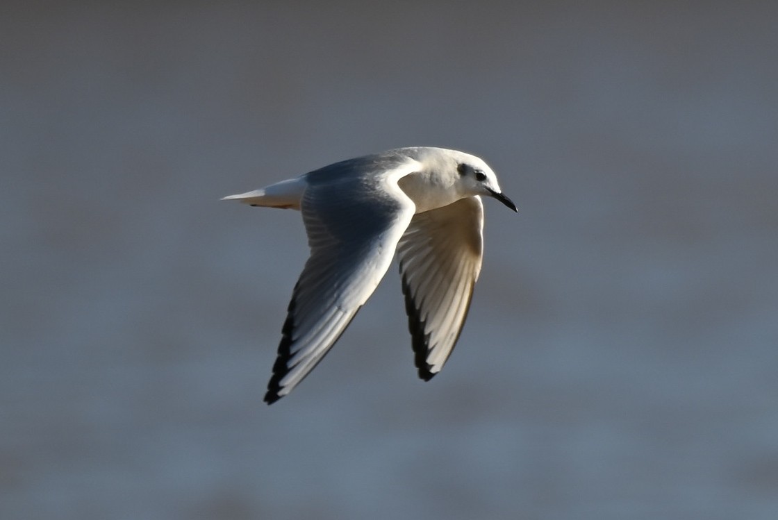 Bonaparte's Gull - ML613843333