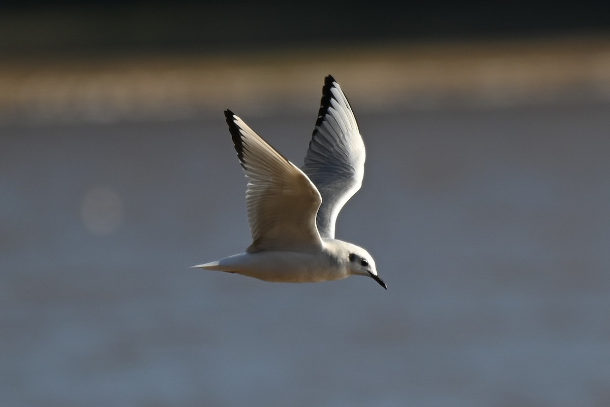 Bonaparte's Gull - ML613843334