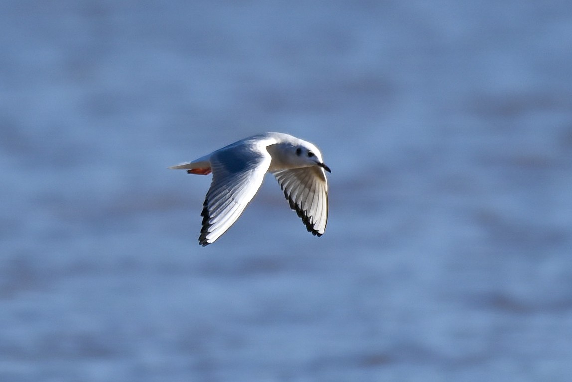 Bonaparte's Gull - Patty Masten