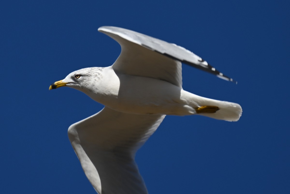 Ring-billed Gull - ML613843351