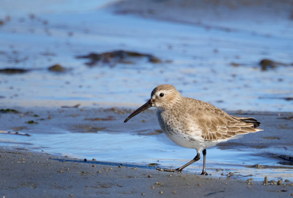 Dunlin - ML613843431