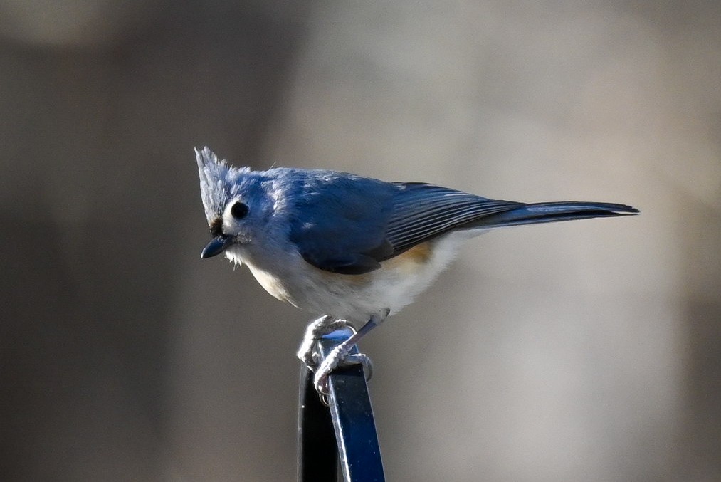 Tufted Titmouse - ML613843451