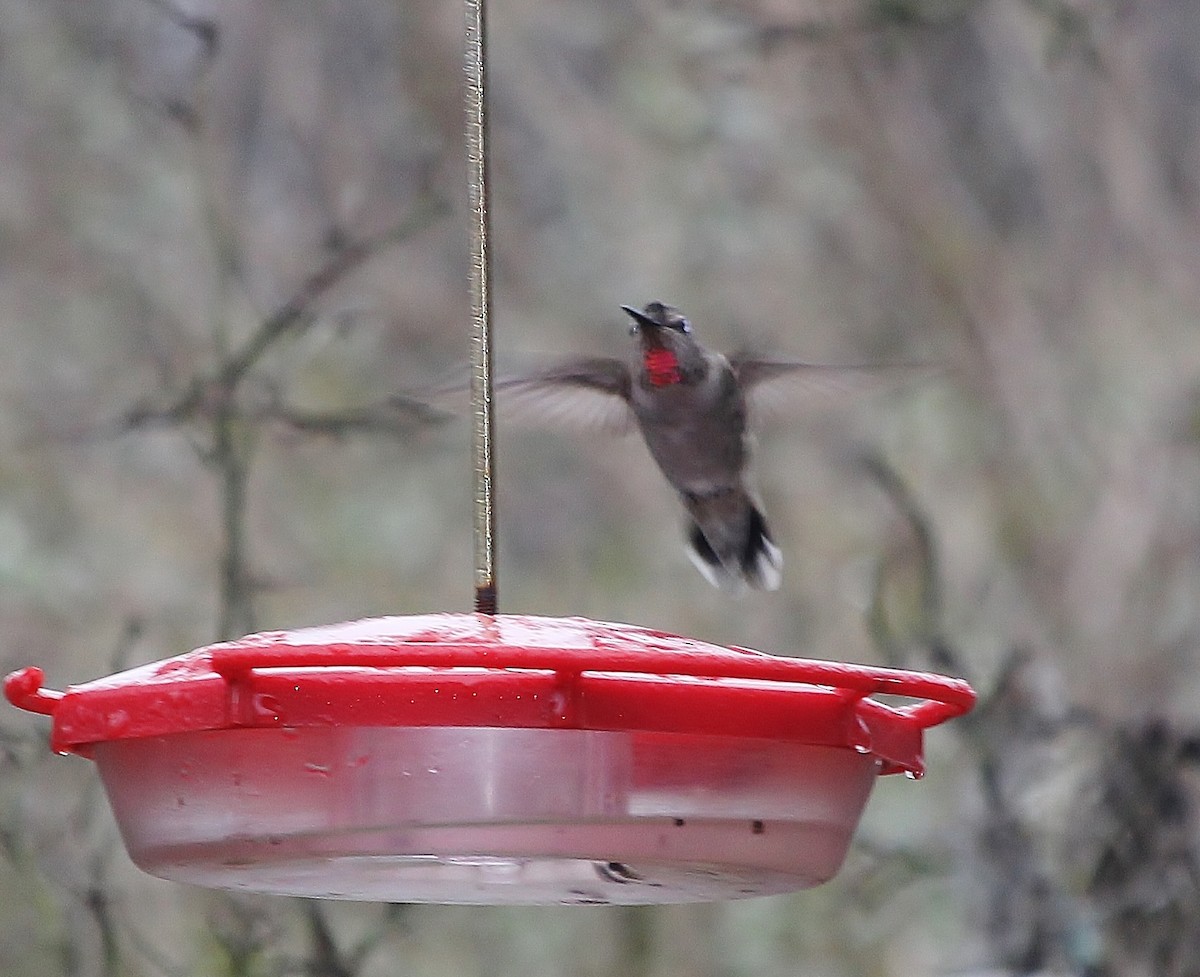 Anna's Hummingbird - ML613843493