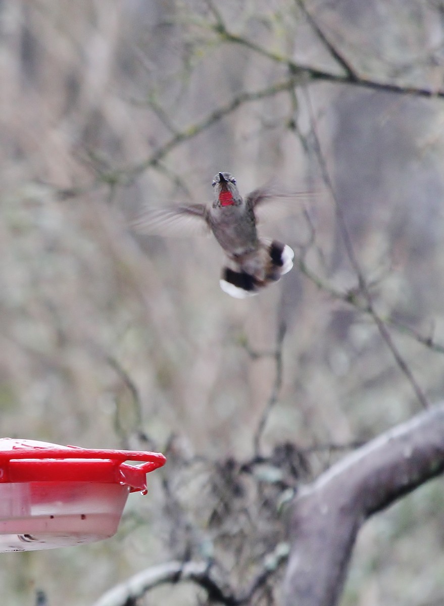 Anna's Hummingbird - ML613843494