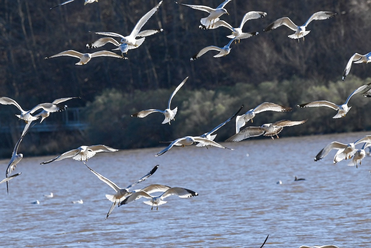 Ring-billed Gull - ML613843533