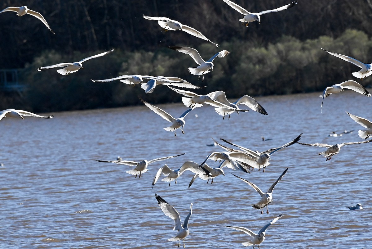 Ring-billed Gull - ML613843534