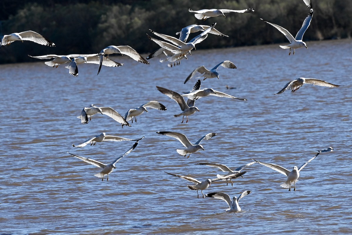Ring-billed Gull - ML613843535