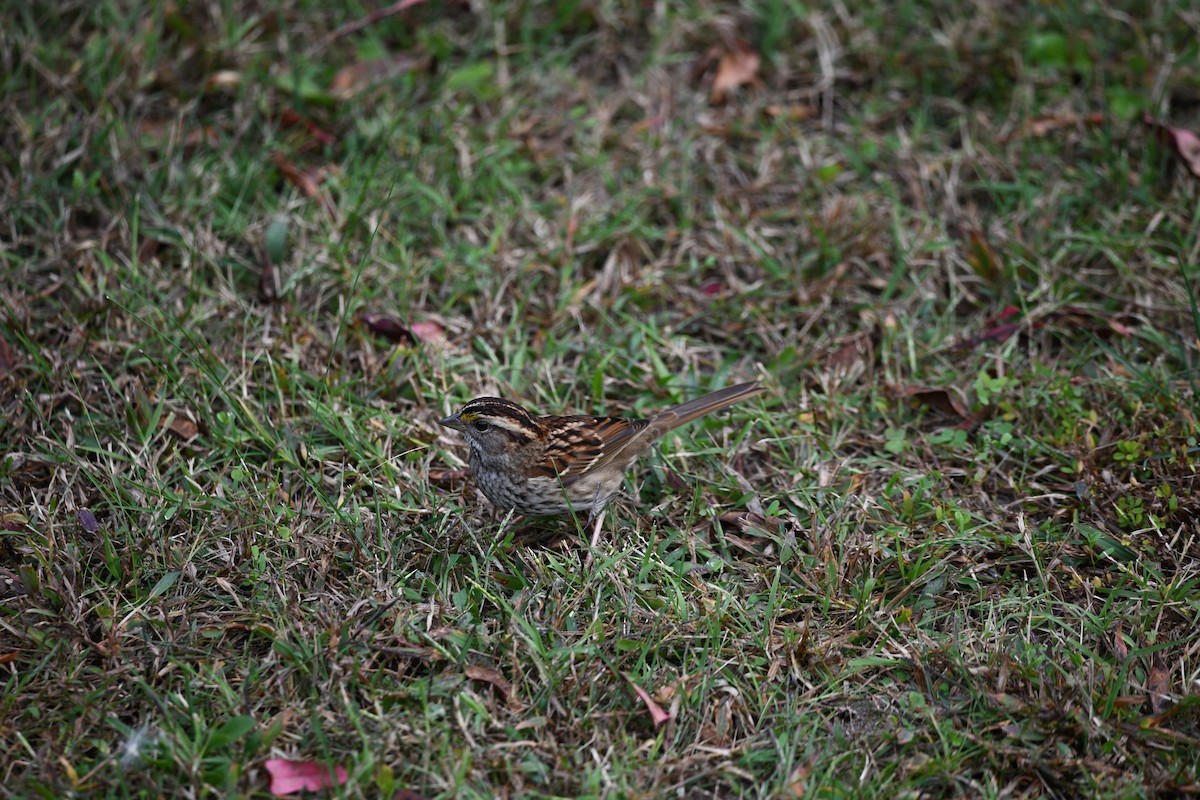 White-throated Sparrow - Ben Curtis