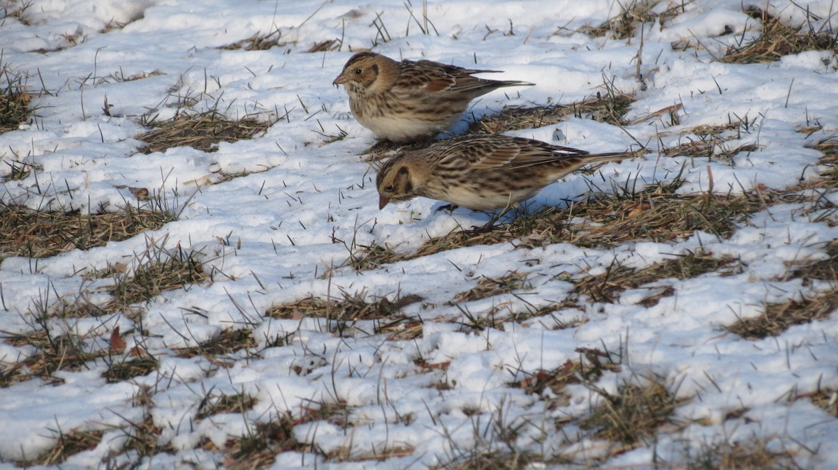 Lapland Longspur - Jym Mooney