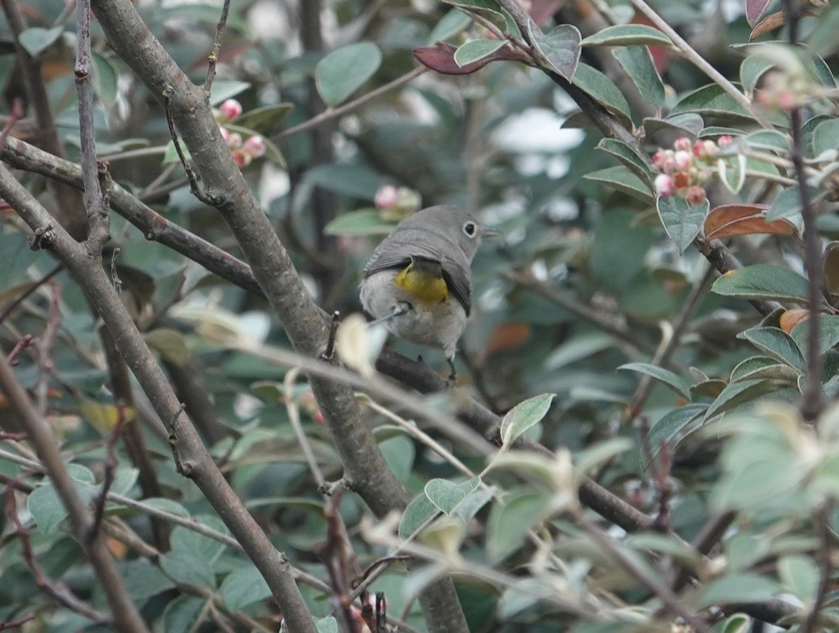 Virginia's Warbler - Greg Gray