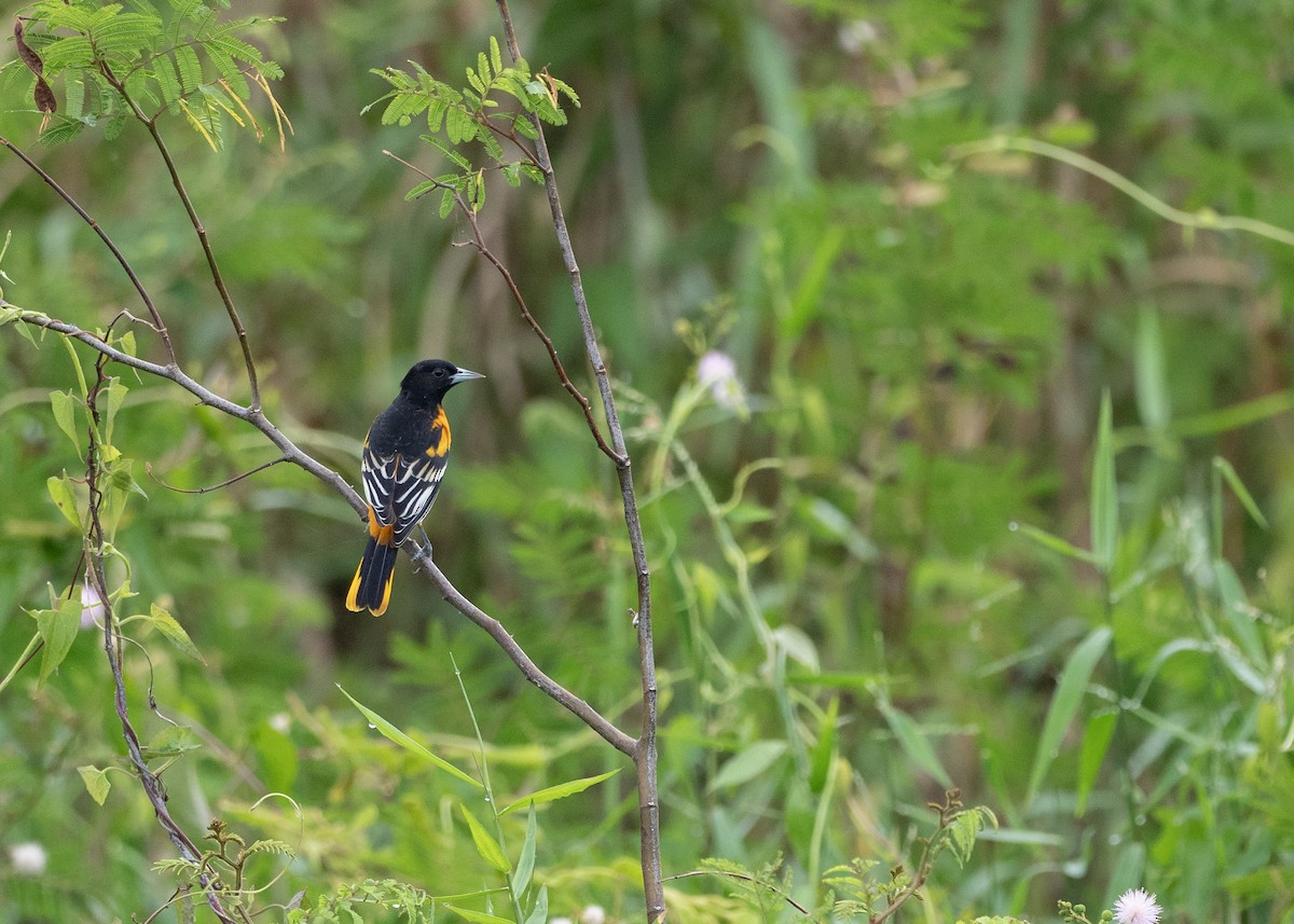 Baltimore Oriole - Doug Whitman