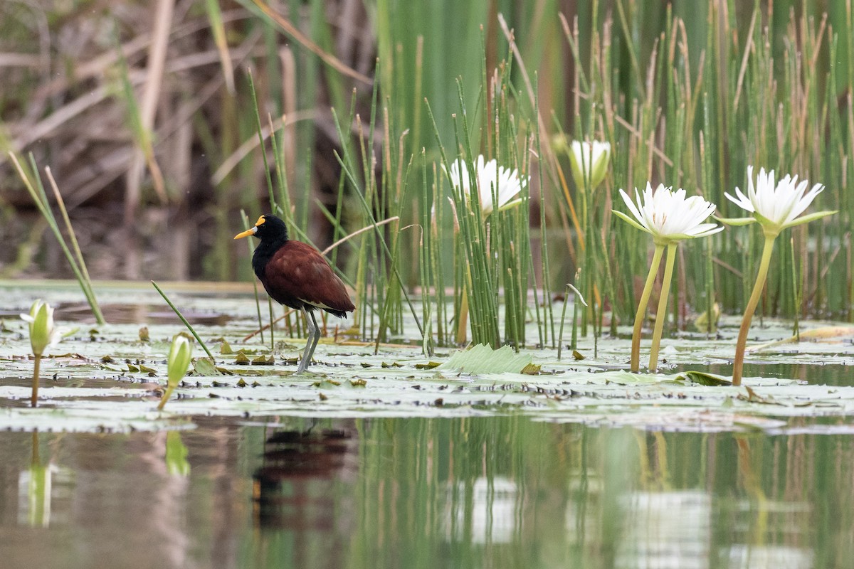 Northern Jacana - Doug Whitman