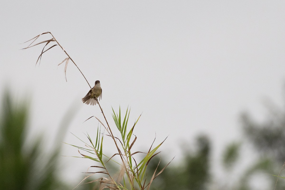 White-throated Flycatcher - Doug Whitman