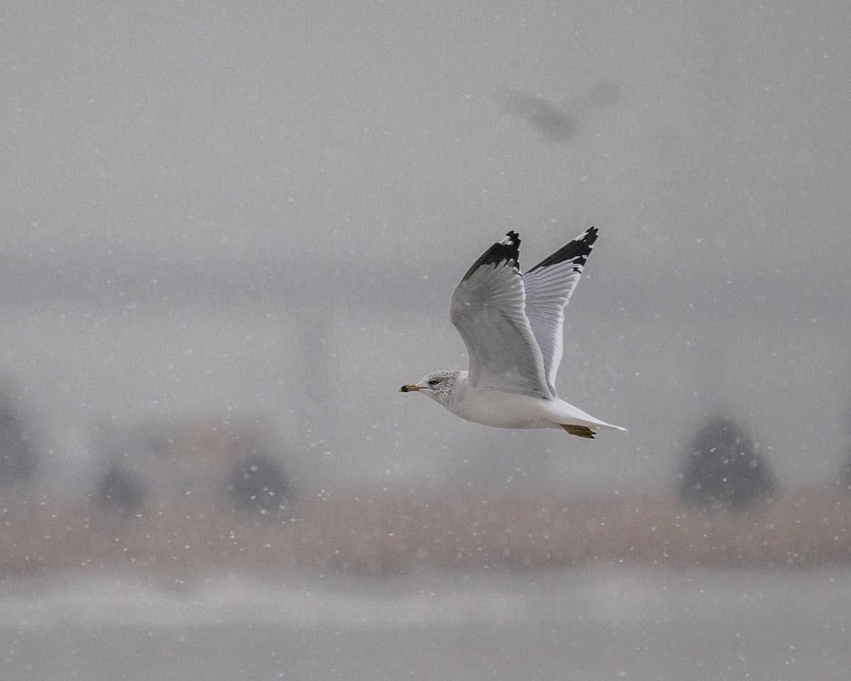 Ring-billed Gull - Peter Rosario